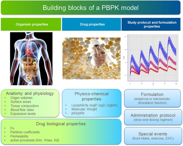 Building blocks of a PBPK model