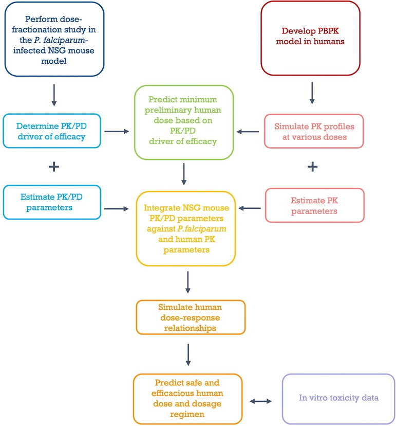 Model-based workflow for antimalarial human dose prediction