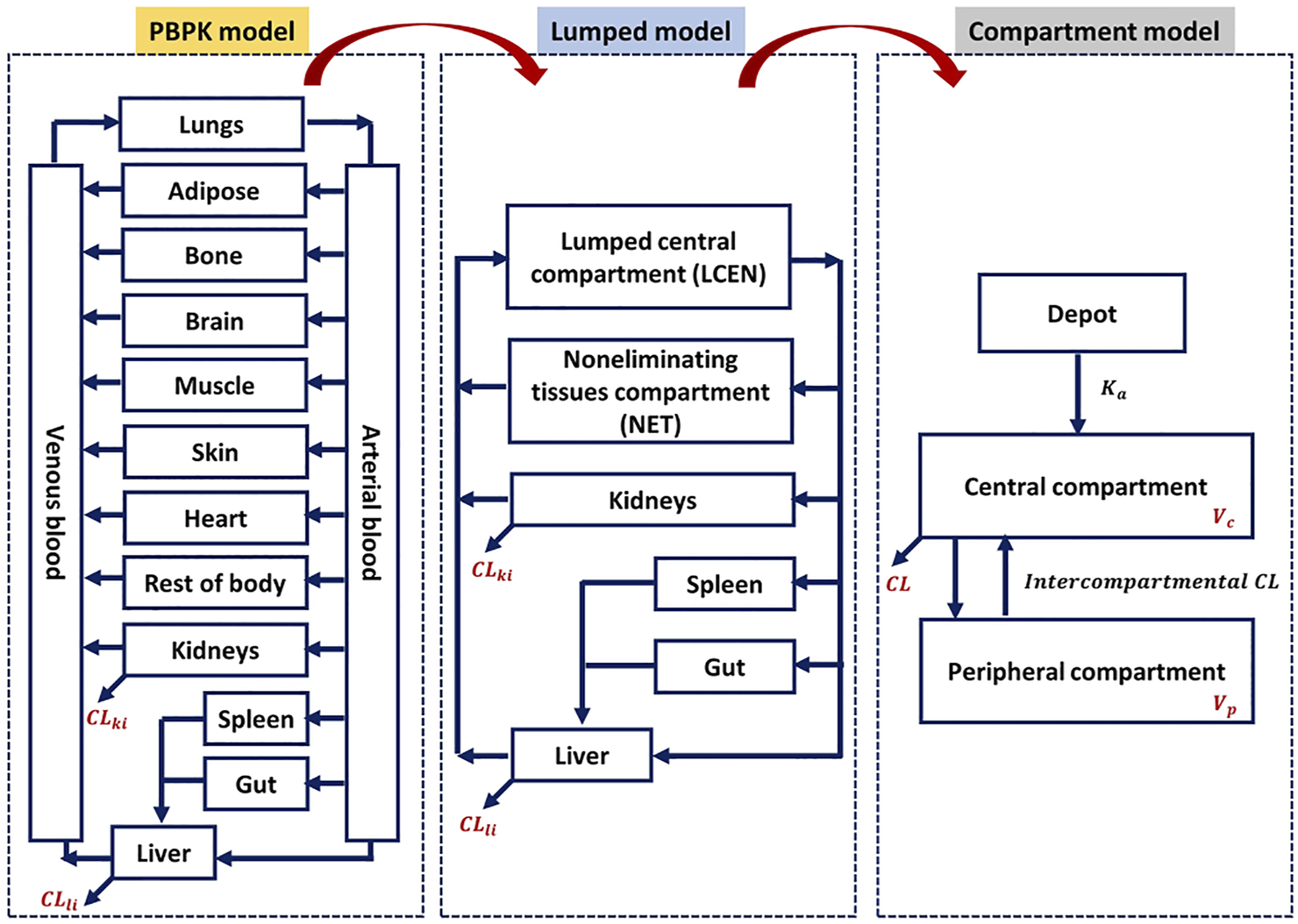 PBPK model, lumped model and compartmental PK model relationship