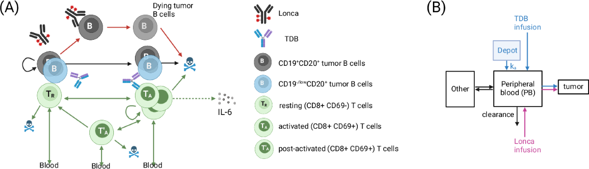TDB与loncastuximab tesirine联合治疗QSP模型示意图